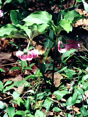 Trillium catesbaei